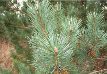 Scotch Pine needles