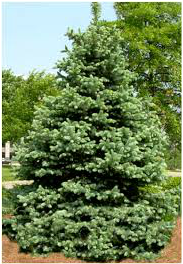 Colorado blue spruce tree