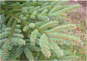 Colorado blue spruce needles