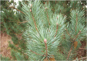 Scotch Pine needles